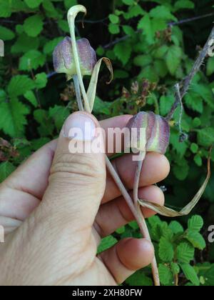 checker Lily (Fritillaria affinis) San Pedro Valley County Park, Pacifica, Kalifornien, USA Stockfoto