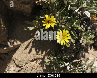 Greenleaf Trailing Gazania (Gazania rigens uniflora) Island Beach Robberg: An der Hochwassermarkierung am Island Beach bei Robberg Stockfoto