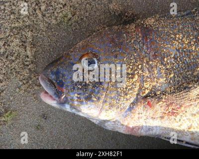 Goldspotted Sweetlips (Plectorhinchus flavomaculatus) Leuchtturm - Island Rock Road, Jangamo: Paindane Resort Stockfoto