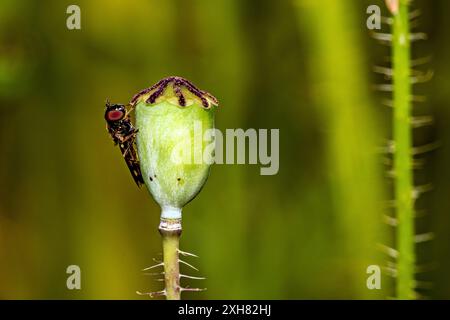 Eine Fliege auf einer Blume Stockfoto