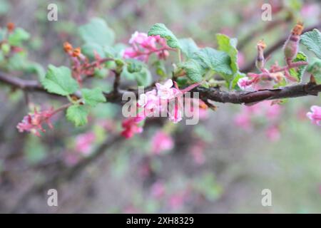 Chaparral Johannisbeere (Ribes malvaceum) san bruno Berg Stockfoto