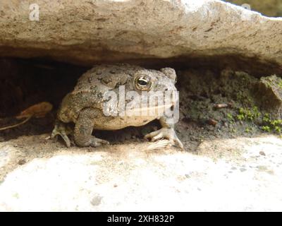 Woodhouse's Toad (Anaxyrus woodhousii) OLYMPUS DIGITALKAMERA, Neale Woods Nature Center, Omaha, NE Stockfoto