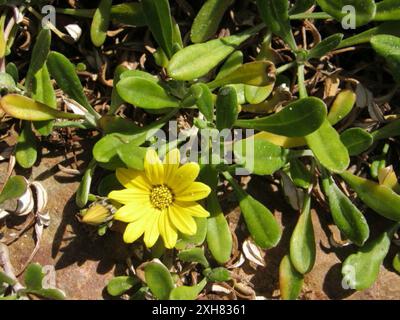 Greenleaf Trailing Gazania (Gazania rigens uniflora) Island Beach Robberg: An der Hochwassermarkierung am Island Beach bei Robberg Stockfoto