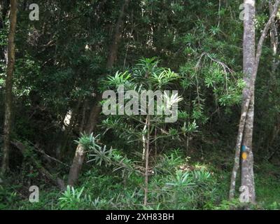 Echtes Gelbholz (Podocarpus latifolius), Strawberry Hill: Fern Trail auf Strawberry Hill Stockfoto