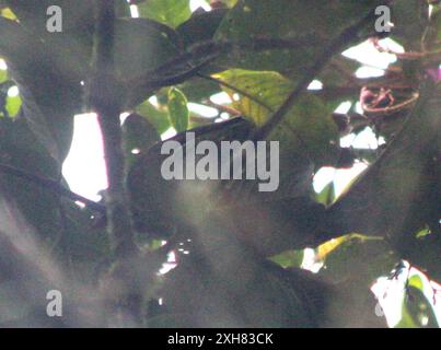 Grün-schwarz Fruiteater (Pipreola riefferii) La Mesenia, kolumbien Stockfoto