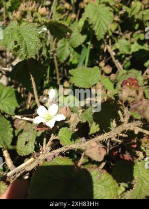 Nachfolgender blackberry (Rubus ursinus) San Pedro Valley County Park, Pacifica, Kalifornien, USA Stockfoto