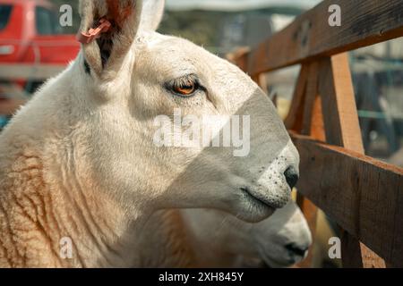 Seitenprofil, Leiter der North Country Cheviot Schafe hinter Zaun Country Show, Nordwales, Großbritannien Stockfoto