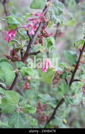 Chaparral Johannisbeere (Ribes malvaceum) san bruno Berg Stockfoto