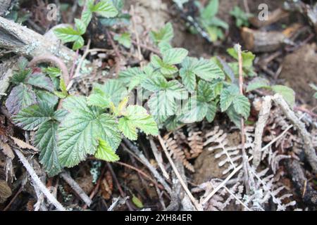 Hinterer brombeerbaum (Rubus ursinus), San Bruno Mountain Stockfoto