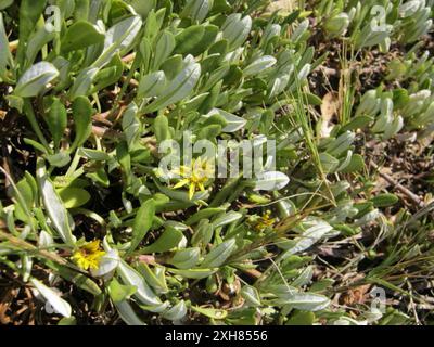 Greenleaf Trailing Gazania (Gazania rigens uniflora) Island Beach Robberg: An der Hochwassermarkierung am Island Beach bei Robberg Stockfoto