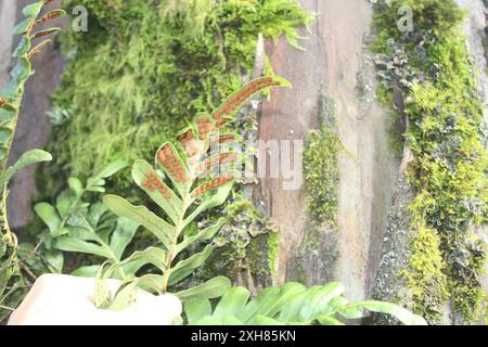 Ledrige Polypodie (Polypodium scouleri) , Sweeney Ridge Stockfoto