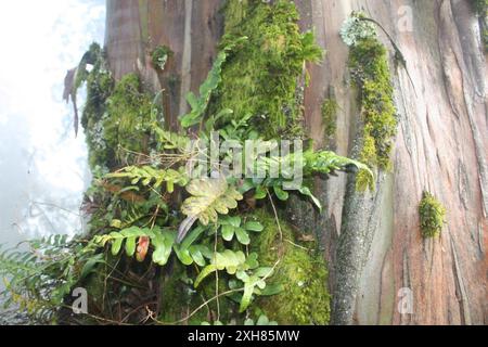 Ledrige Polypodie (Polypodium scouleri) , Sweeney Ridge Stockfoto