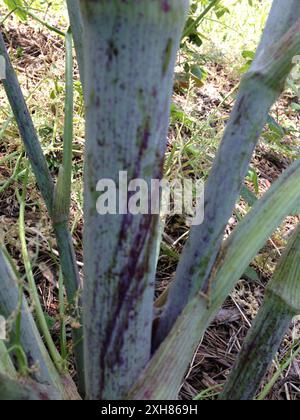 Poison Hemlock (Conium maculatum) McLaren Park, San Francisco, Kalifornien, USA Stockfoto