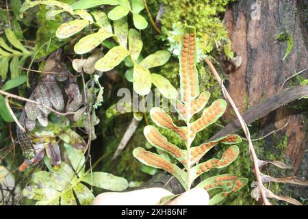 Ledrige Polypodie (Polypodium scouleri) , Sweeney Ridge Stockfoto