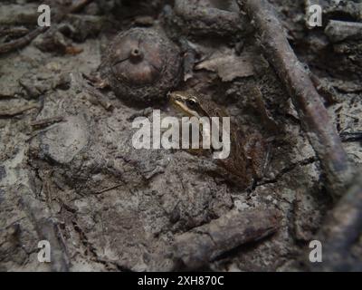 Boreal Chorus Frog (Pseudacris maculata) OLYMPUS DIGITALKAMERA, Neale Woods, Omaha, NE Stockfoto