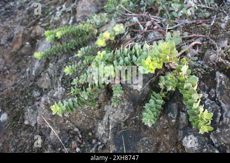 San Bruno Mountain Manzanita (Arctostaphylos imbricata) , Kalifornien, USA Stockfoto