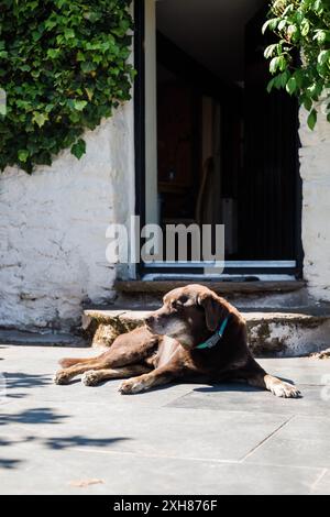 Der Hund lag in der Sonne auf der vorderen Türstufe Stockfoto