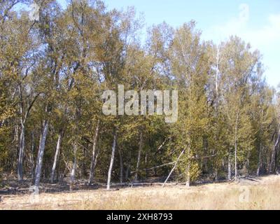 Lebombo Ironwood (Androstachys johnsonii) 416, Funhalouro: Auf der Sasol-Pipeline-Route. Stockfoto