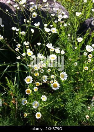 fleabane (Erigeron annuus) 2631 Old Oxford Rd, Durham, North Carolina, USA Stockfoto