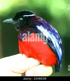 Schwarz gekrönte Pitta (Erythropitta ussheri) Sabah, MEIN Stockfoto