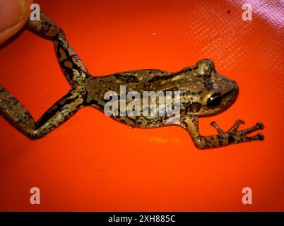 Rotschnauzenfrosch (Scinax ruber), INPA, Manaus, Amazonas, Brasilien Stockfoto