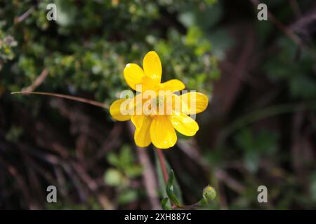 Der san bruno Berg (Ranunculus californicus) Stockfoto