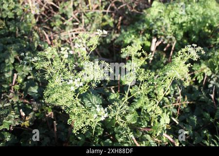 Gifthemlock (Conium maculatum), San Bruno Mountain Stockfoto