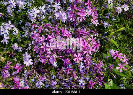 Phlox Subulate, kriechender Phlox, blüht mit wunderschönen Fliederblüten im Garten im Juni Stockfoto