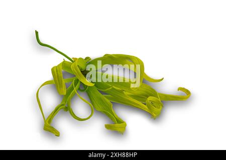 Hoher Winkel der blühenden, duftenden Ylang Ylang Blume isoliert auf weißem Hintergrund mit Schnittpfad. Stockfoto