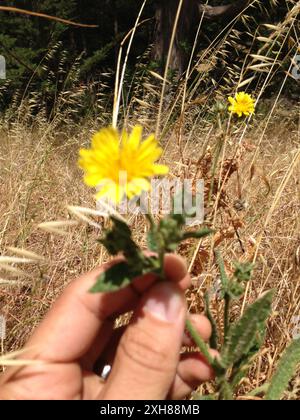 Bristly oxtongue (Helminthotheca echioides) McLaren Park, San Francisco, Kalifornien, USA Stockfoto