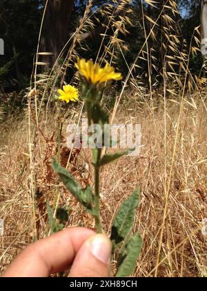 Bristly oxtongue (Helminthotheca echioides) McLaren Park, San Francisco, Kalifornien, USA Stockfoto