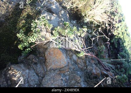 San Bruno Mountain Manzanita (Arctostaphylos imbricata) , Kalifornien, USA Stockfoto