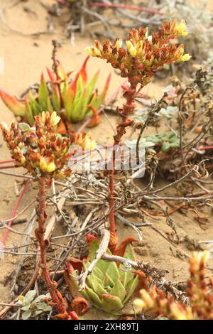 Kopfsalat (Dudleya farinosa) San Francisco, Kalifornien, USA Stockfoto