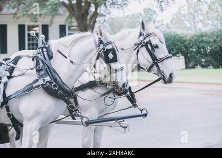 Zwei majestätische weiße Pferde mit schwarzen Sätteln warten darauf, Pferd und Kutsche zu ziehen Stockfoto