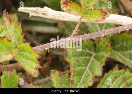 Hinterer blackberry (Rubus ursinus) San Francisco, Kalifornien, USA Stockfoto