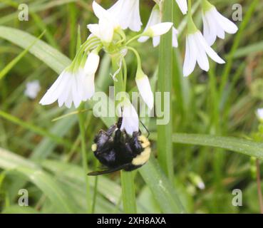 Gelbe Hummel (Bombus vosnesenskii) San Francisco, Kalifornien, USA Stockfoto