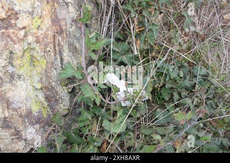 blackberry (Rubus ursinus), Corona Heights Park, San Francisco County, USA, USA Stockfoto