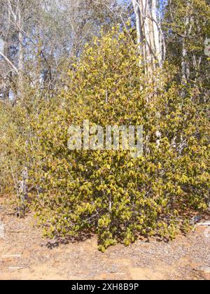 Lebombo Ironwood (Androstachys johnsonii) 416, Funhalouro: Auf der Sasol-Pipeline-Route. Stockfoto