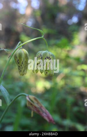 checker Lily (Fritillaria affinis) San Carlos, Kalifornien, USA Stockfoto