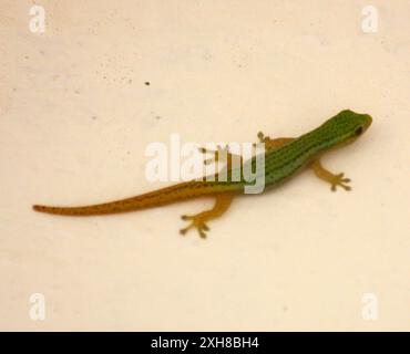 Kameruner Zwergggecko (Lygodactylus conraui) Parc Nacional Tai Stockfoto