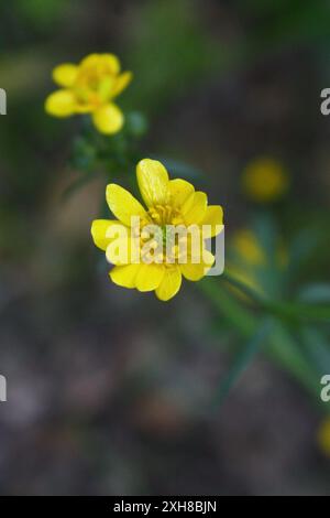 Ranunculus californicus San Carlos, Kalifornien, USA Stockfoto