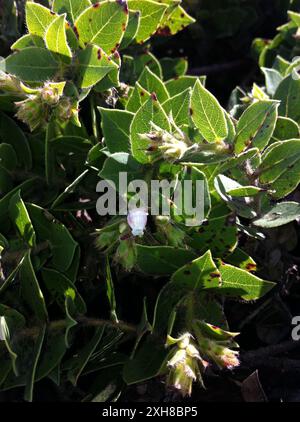 San Bruno Mountain Manzanita (Arctostaphylos imbricata) , Kalifornien, USA Stockfoto