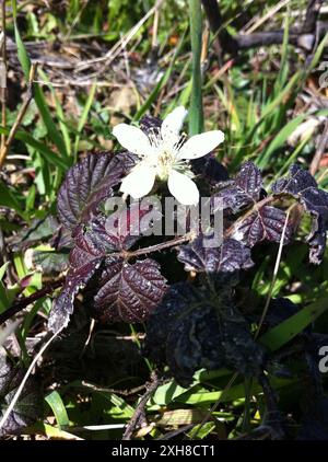 Hinterer brombeerbaum (Rubus ursinus), San Bruno Mountain Stockfoto