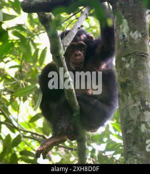 Westafrikanischer Chimpanzee (Pan troglodytes verus) Côte d'Ivoire Stockfoto