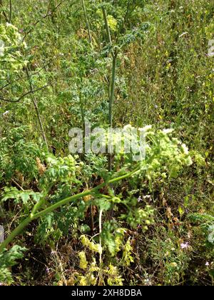 Poison Hemlock (Conium maculatum) McLaren Park, San Francisco, Kalifornien, USA Stockfoto