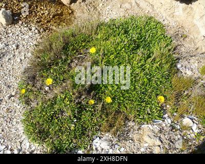 Greenleaf Trailing Gazania (Gazania rigens uniflora), Keurboomstrand zum Arch Rock: Der Strandspaziergang von Keurboomstrand über Arch Rock nach Grootbank unterhalb der Forest Hall Stockfoto