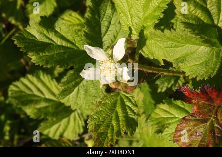 Hinterer blackberry (Rubus ursinus) San Carlos, Kalifornien, USA Stockfoto