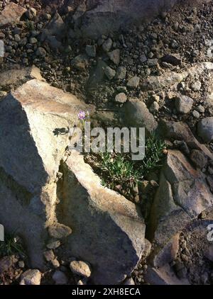 Sand-Spurries (Spergularia), San Bruno Mountain Stockfoto