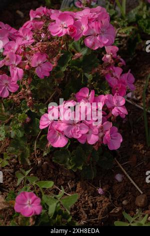 Rosa Blumen in einem Garten Nahaufnahme Stockfoto