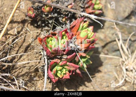 Kopfsalat (Dudleya farinosa) McLaren Park, San Francisco, Kalifornien, USA Stockfoto